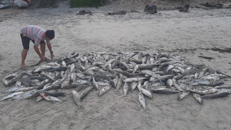 Pescadores capturaram 2.124 tainhas na Praia de Cima nesta quinta-feira (10). – Foto: Divulgação/ND