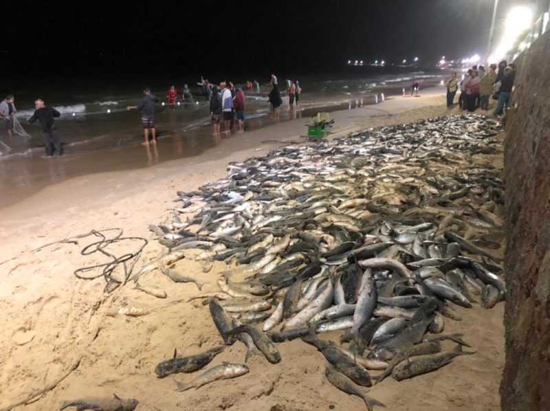 Pescadores capturaram cerca de 6.700 tainhas na madrugada desta sexta