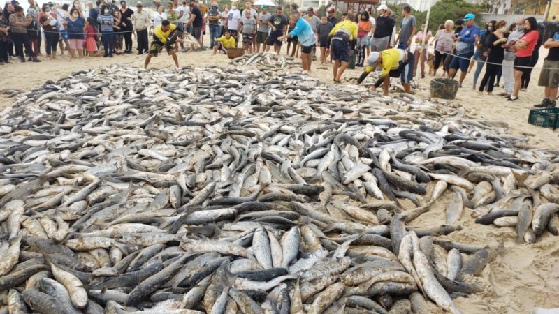 Praia dos Ingleses lidera ranking de tainhas capturadas na Capital – Foto: Cristiano, ZapZap da Tainha/Divulgação/ND