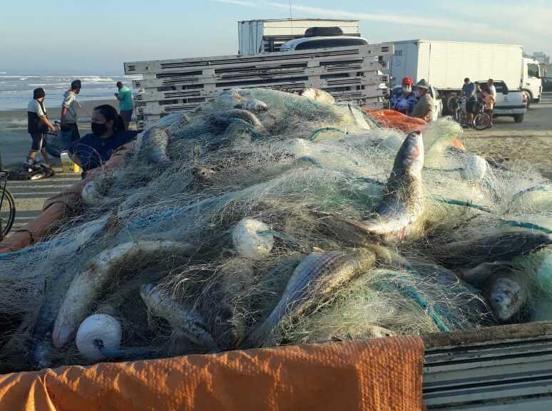 Tainha em caminhão na praia de Balneário Rincão