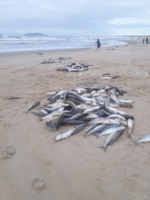 Tainhas em São Francisco do Sul