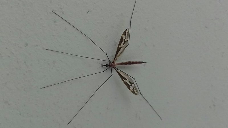 Inseto conhecido como “mosquito gigante” não precisa morrer – Foto: Divulgação/ND