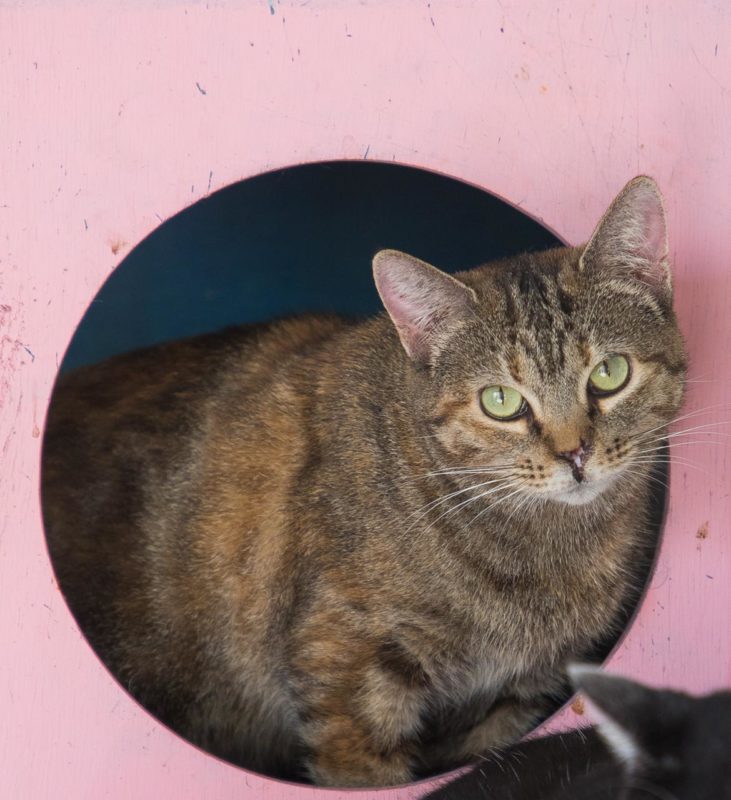 A gata Torrada tamb&eacute;m procura uma fam&iacute;lia – Foto: PMF/Divulga&ccedil;&atilde;o/ND
