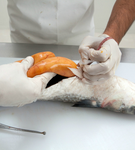 &nbsp;Foto: Divulga&ccedil;&atilde;o/ND