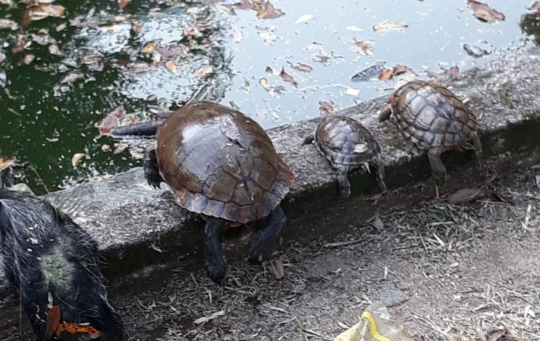 Animais foram encontrados mortos em lago da Praça do Congresso neste final de semana em Criciúma &#8211; Foto: Divulgação/ND