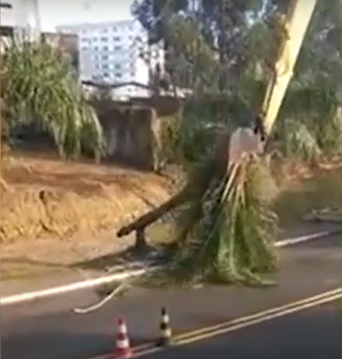 M&aacute;quinas da prefeitura tiraram &aacute;rvores do leito do rio, em BC – Foto: Arquivo/Diarinho