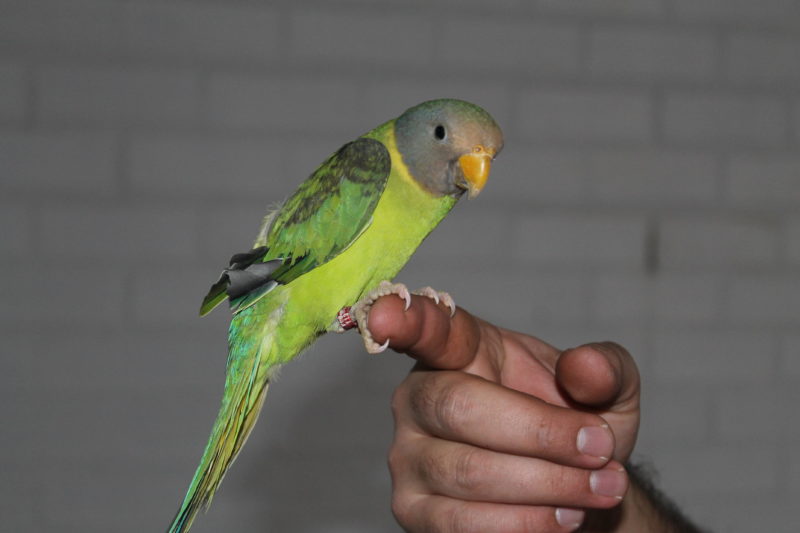 pássaros