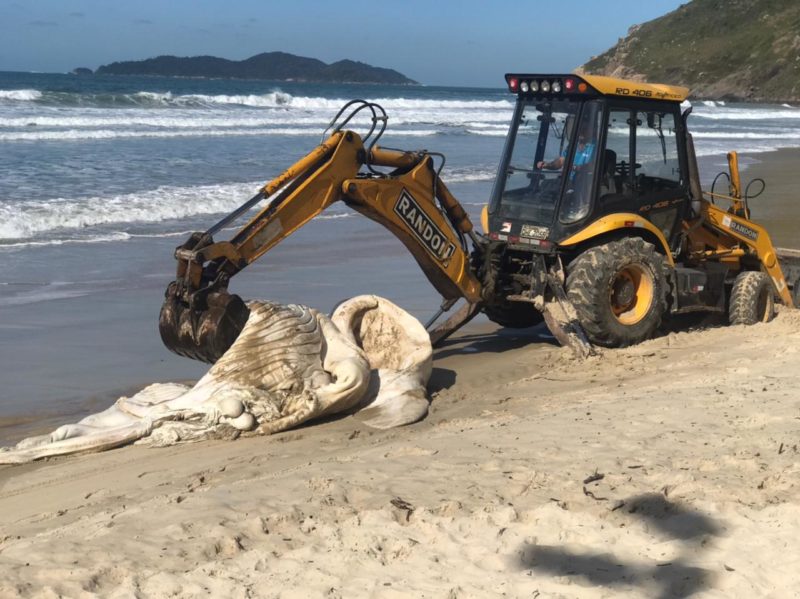 Carca&ccedil;a do animal sendo recolhida na Praia da Solid&atilde;o para posterior enterro na areia – Foto: Regina Reis/R3 Animal/Reprodu&ccedil;&atilde;o/ND