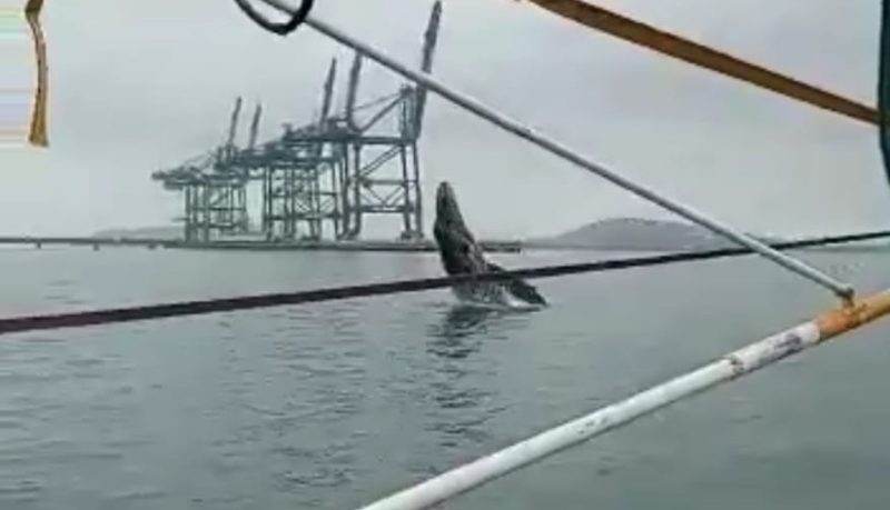 baleia dá salto e impressiona