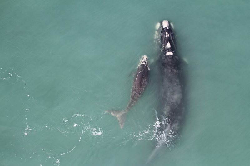 Foram registradas nove pares de baleias f&ecirc;meas com filhotes no litoral de Santa Catarina – Foto: Divulga&ccedil;&atilde;o/SCPAR/ND