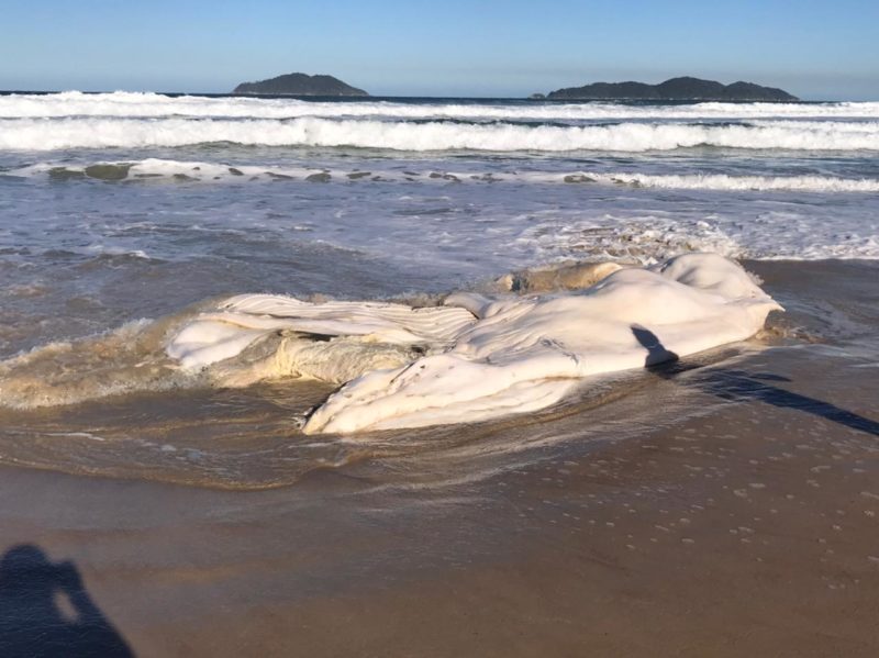 Carca&ccedil;a do mam&iacute;fero j&aacute; estava em decomposi&ccedil;&atilde;o ao encalhar na Praia da Solid&atilde;o – Foto: Regina Reis/R3 Animal/Reprodu&ccedil;&atilde;o/ND