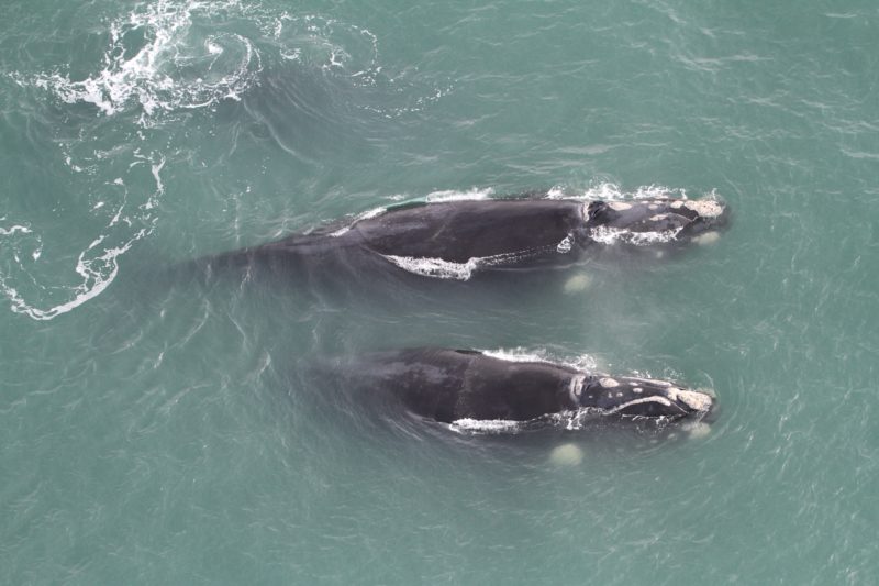 Monitoramento a&eacute;reo identificou a presen&ccedil;a de 29 baleias no litoral catarinense – Foto: Divulga&ccedil;&atilde;o/SCPAR/ND