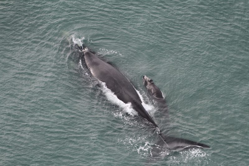 Mais dois monitoramentos a&eacute;reos ser&atilde;o realizados pelo Programa do Porto de Imbituba – Foto: Divulga&ccedil;&atilde;o/SCPAR/ND