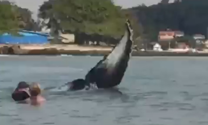 Baleias foram flagradas a poucos metros dos banhistas em Barra Velha – Foto: Reprodu&ccedil;&atilde;o/Redes Sociais