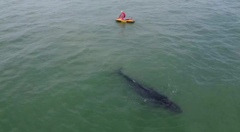 Filhote de baleia-jubarte ficou preso &agrave; rede – Foto: CBM/Divulga&ccedil;&atilde;o