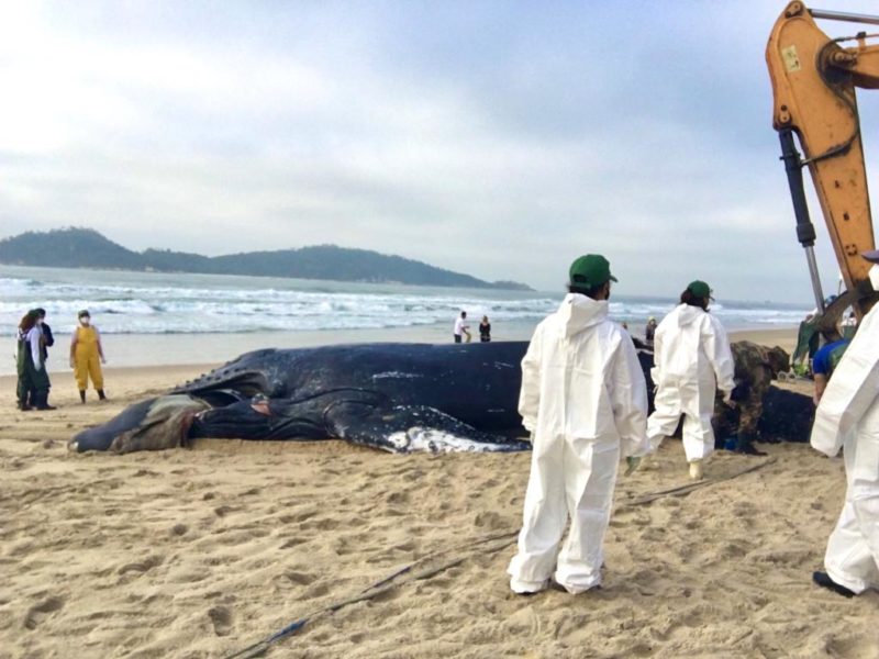 Mais de dez baleias foram encontradas mortas neste ano em Santa Catarina &#8211; Foto: Eduardo Cristófoli/ND