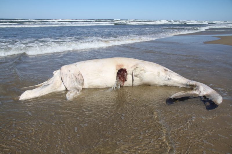 Primeira baleia-franca da temporada 2021 é encontrada encalhada em praia de Jaguaruna – Foto: ProFRANCA / Instituto Australis/Prefeitura de Jaguaruna