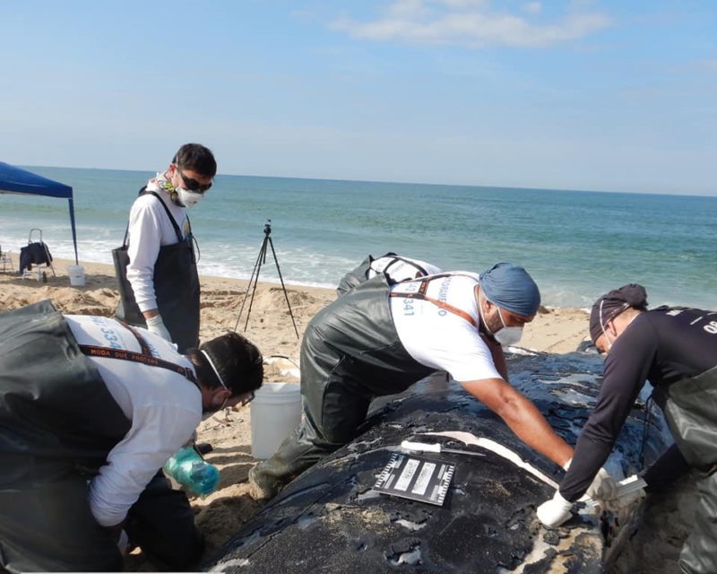 Baleia foi encontrada morta neste domingo (4)