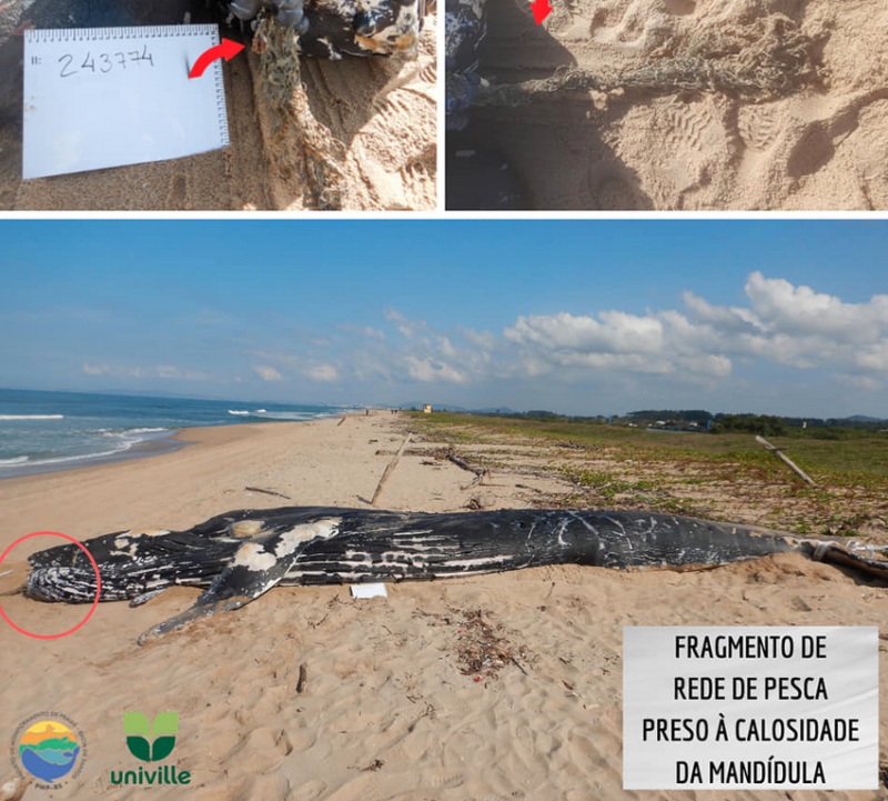 Fragmentos de rede de pesca foram encontrados junto à baleia