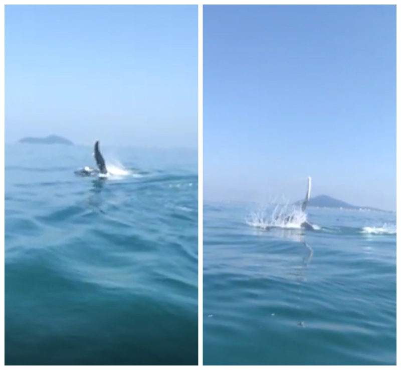 Jubarte apareceu neste domingo em São Francisco do Sul -