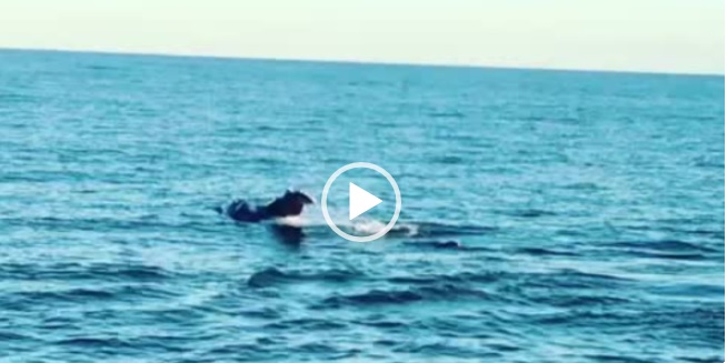 baleia deu um show e encantou 