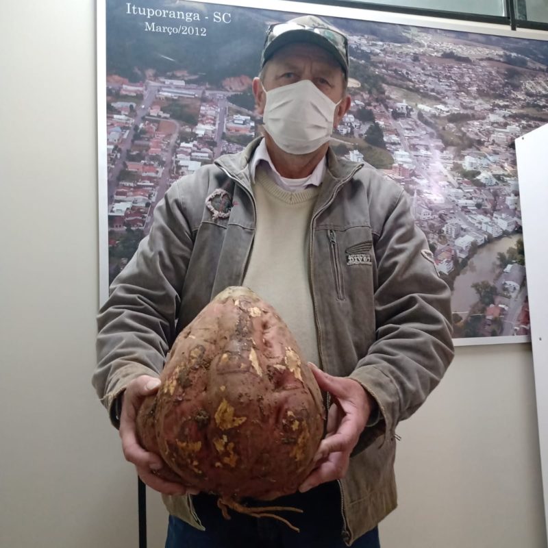 Secretário de Urbanismo de Ituporanga e agricultor Wilmar Vandresen colhe batata-doce com mais de cinco quilos – Foto: Divulgação/Prefeitura de Ituporanga