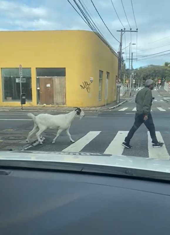 Bode foi visto no Centro de Florian&oacute;polis neste s&aacute;bado (17) – Foto: GMF/Divulga&ccedil;&atilde;o/ND