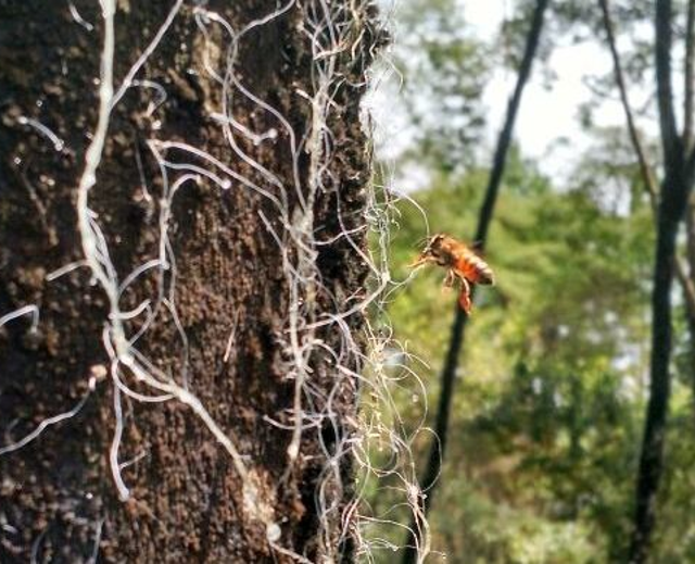 &Aacute;rvore Bracatinga, que produz o mel de melato – Foto: Epagri/Ciram/Reprodu&ccedil;&atilde;o/ND