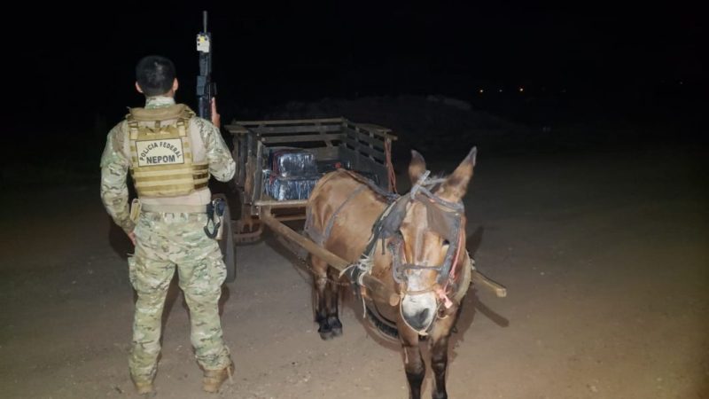 291 quilos de maconha foram apreendidos pelas forças policiais &#8211; Foto: Polícia Federal/ND