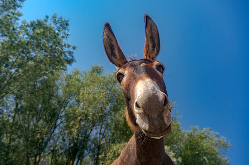 O GABS É MUITO BURRO!!!!!!!!! 