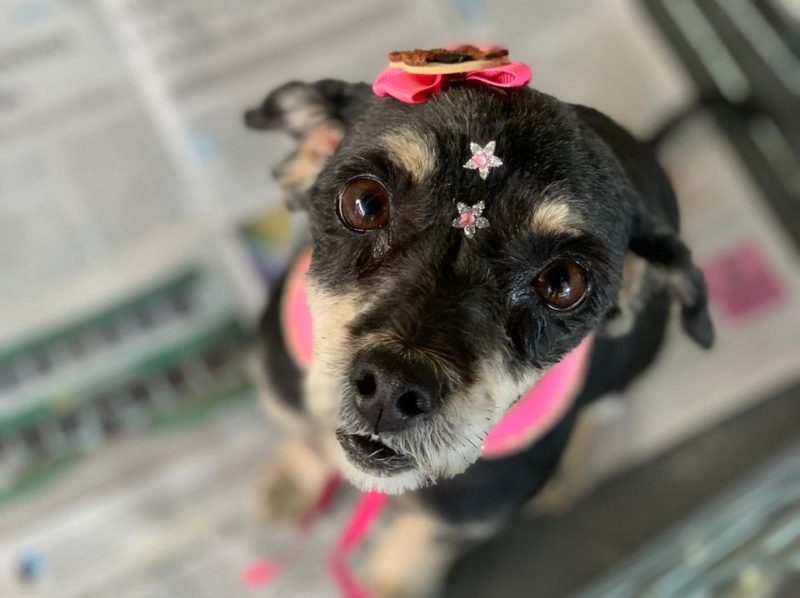 Ser&atilde;o cerca de 20 cachorros e gatos que estar&atilde;o para ado&ccedil;&atilde;o em feira neste s&aacute;bado (10) em Crici&uacute;ma – Foto: Divulga&ccedil;&atilde;o/ONG Amigo Bicho/ND