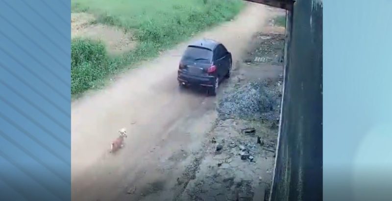 Imagens mostram cachorro sendo abandonado em Barra Velha – Foto: Divulga&ccedil;&atilde;o/ND