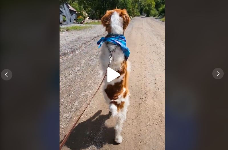 Derek aprendeu a andar em duas patas, como os humanos – Foto: Tik Tok/Reprodução