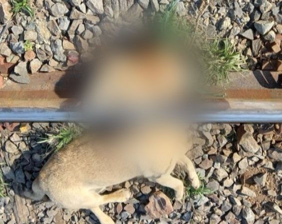 Cachorro foi encontrada decapitado 