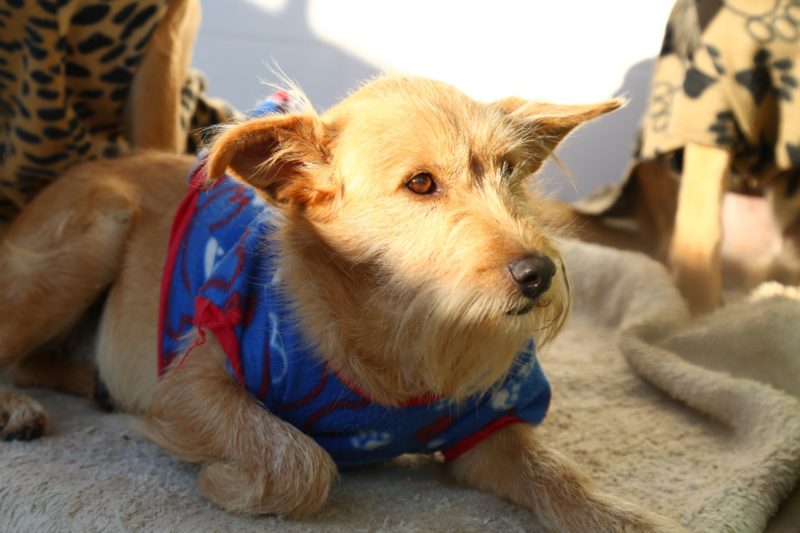 Aproveitar pequenos momentos no sol fazem toda a diferen&ccedil;a para os animais – Foto: Leonardo Sousa/PMF/Reprodu&ccedil;&atilde;o/ND