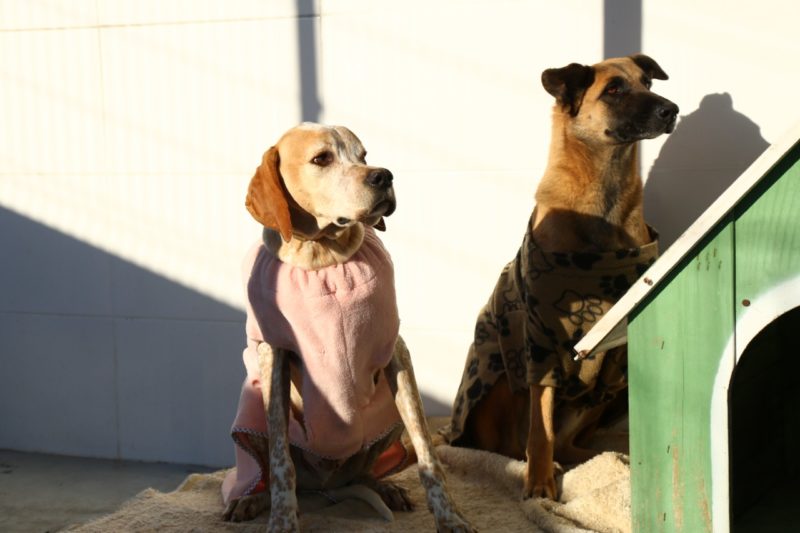 Animais sob os cuidados da Dibea poder&atilde;o ser adotados por pessoas que moram fora de Florian&oacute;polis – Foto: Leonardo Sousa/PMF/Reprodu&ccedil;&atilde;o/ND