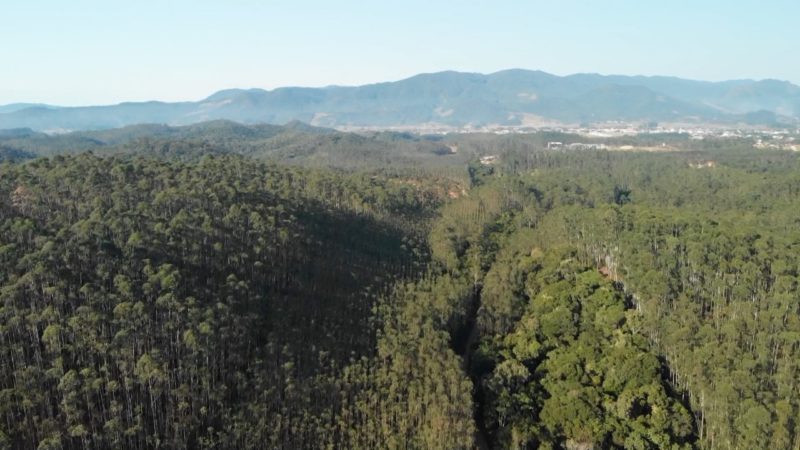 Terreno fica localizado em Canelinha – Foto: Jacson Botelho/NDTV