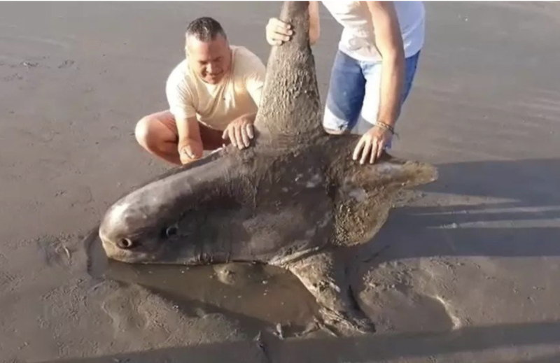 Peixe-lua s&oacute; &eacute; encontrado nas profundezas dos oceanos – Foto: Reprodu&ccedil;&atilde;o
