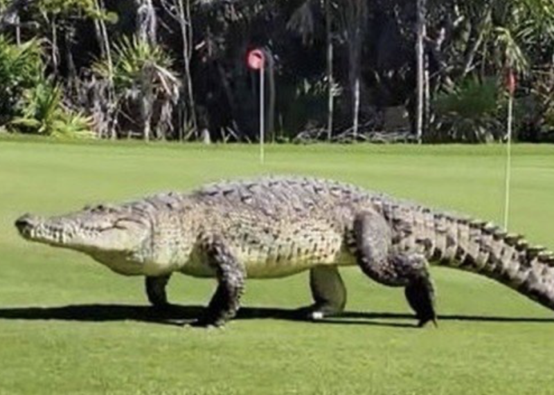 Доктор айболит книга. Крокодил пришел. Крокодил пришел. Крокодил пришел. Крокодил пришел.