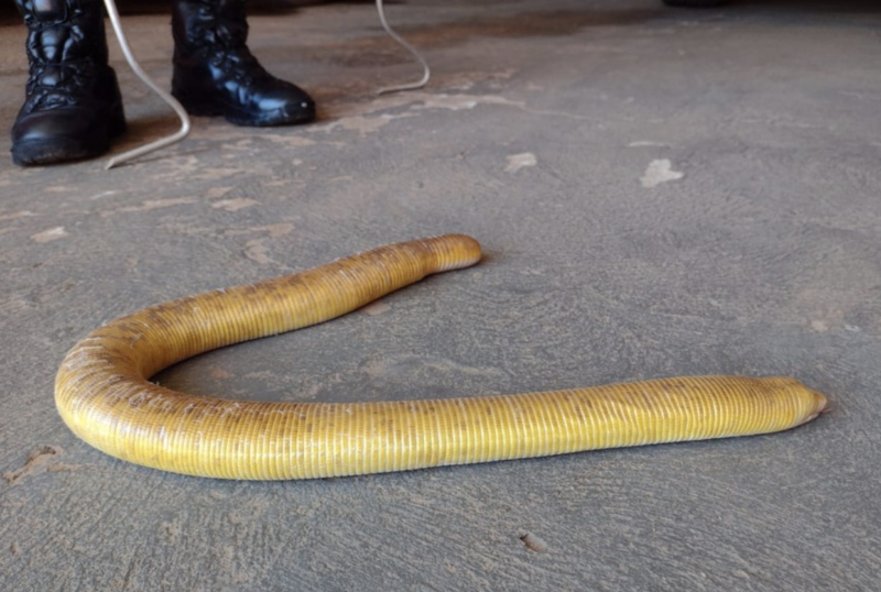 Cobra tem mucosa que causa infecção &#8211; Foto: Divulgação Bombeiros MT