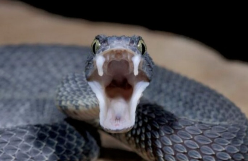 Cobra arisca invade casa no Vietnã e criança é salva pelo pai; veja