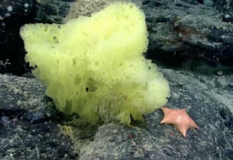 Bob Esponja e seu amigo Patrick na vida real… – Foto: Reprodu&ccedil;&atilde;o