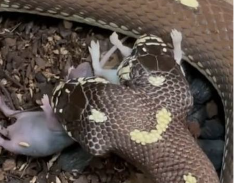 A cena &eacute; bizarra, mas real: para cada cabe&ccedil;a da cobra, um rato – Foto: Reprodu&ccedil;&atilde;o Instagram