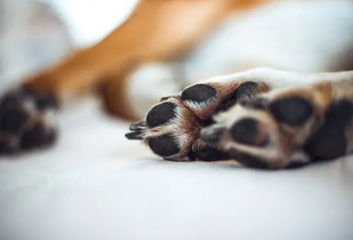 Cadela foi abusada sexualmente pelo menos tr&ecirc;s vezes. – Foto: Reprodu&ccedil;&atilde;o/Seres Vet/ND