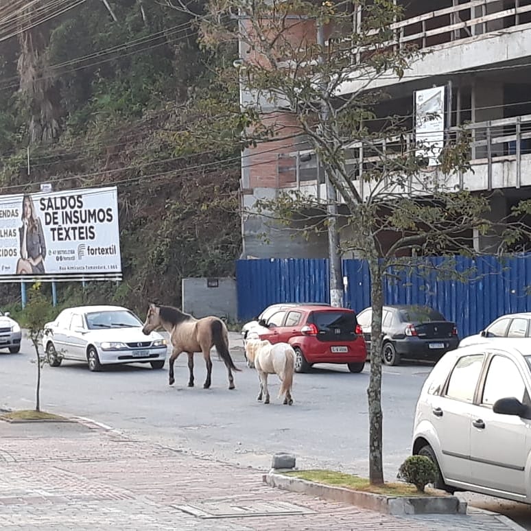 Animais s&atilde;o flagrados em rua movimentada de Blumenau – Foto: Divulga&ccedil;&atilde;o/Carlos Roberto Pereira/ND