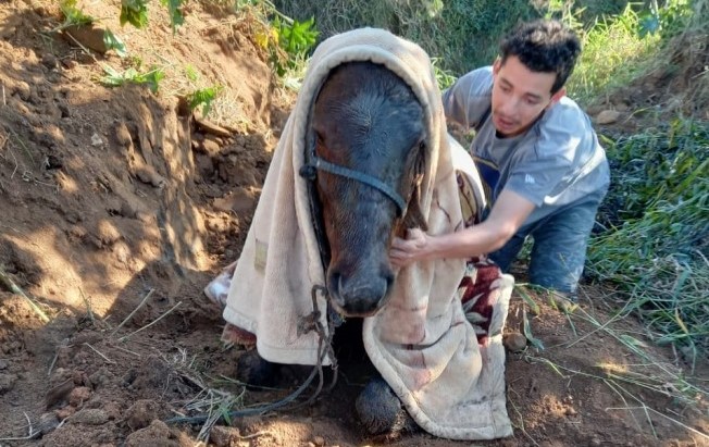 Cavalo foi resgatado pelos bombeiros nesta quinta-feira (29) em Morro da Fuma&ccedil;a – Foto: Divulga&ccedil;&atilde;o/CBM/ND