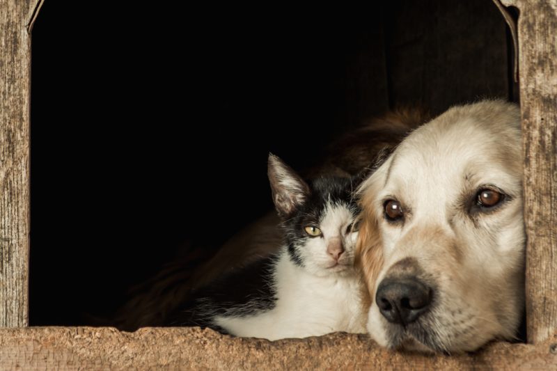“Não deixe seu melhor amigo com raiva”, é o slogan da campanha – Foto: Freepik/Reprodução/ND