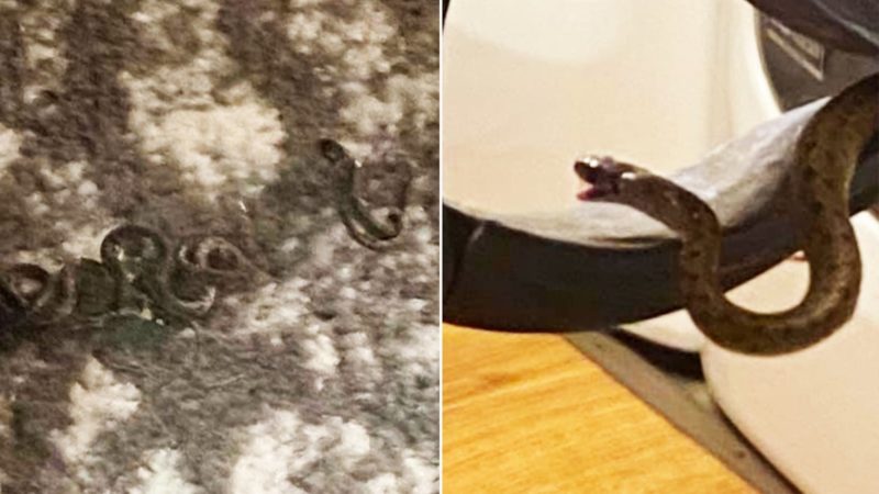 Cobras foram encontradas sob a cama da mulher – Foto: Divulga&ccedil;&atilde;o/ND