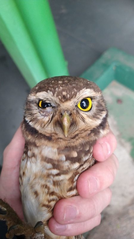 Coruja foi atacada por gato, mas sobreviveu – Foto: Fujama/Divulga&ccedil;&atilde;o