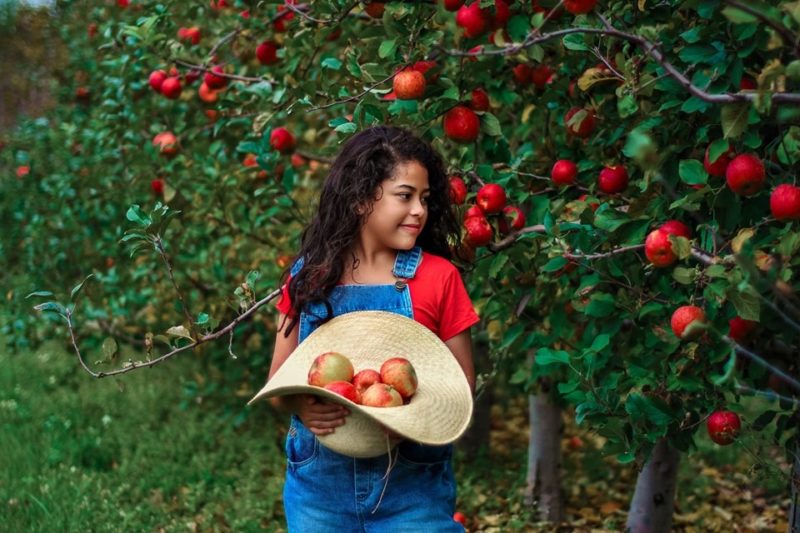 Maçãs são uma das principais produções do Estado na agricultura – Foto: Thuisa Stache/Reprodução/ND
